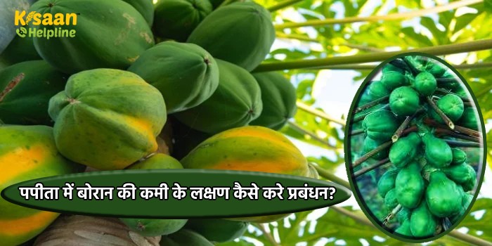 पपीता में बोरान की कमी के लक्षण कैसे करे प्रबंधन?